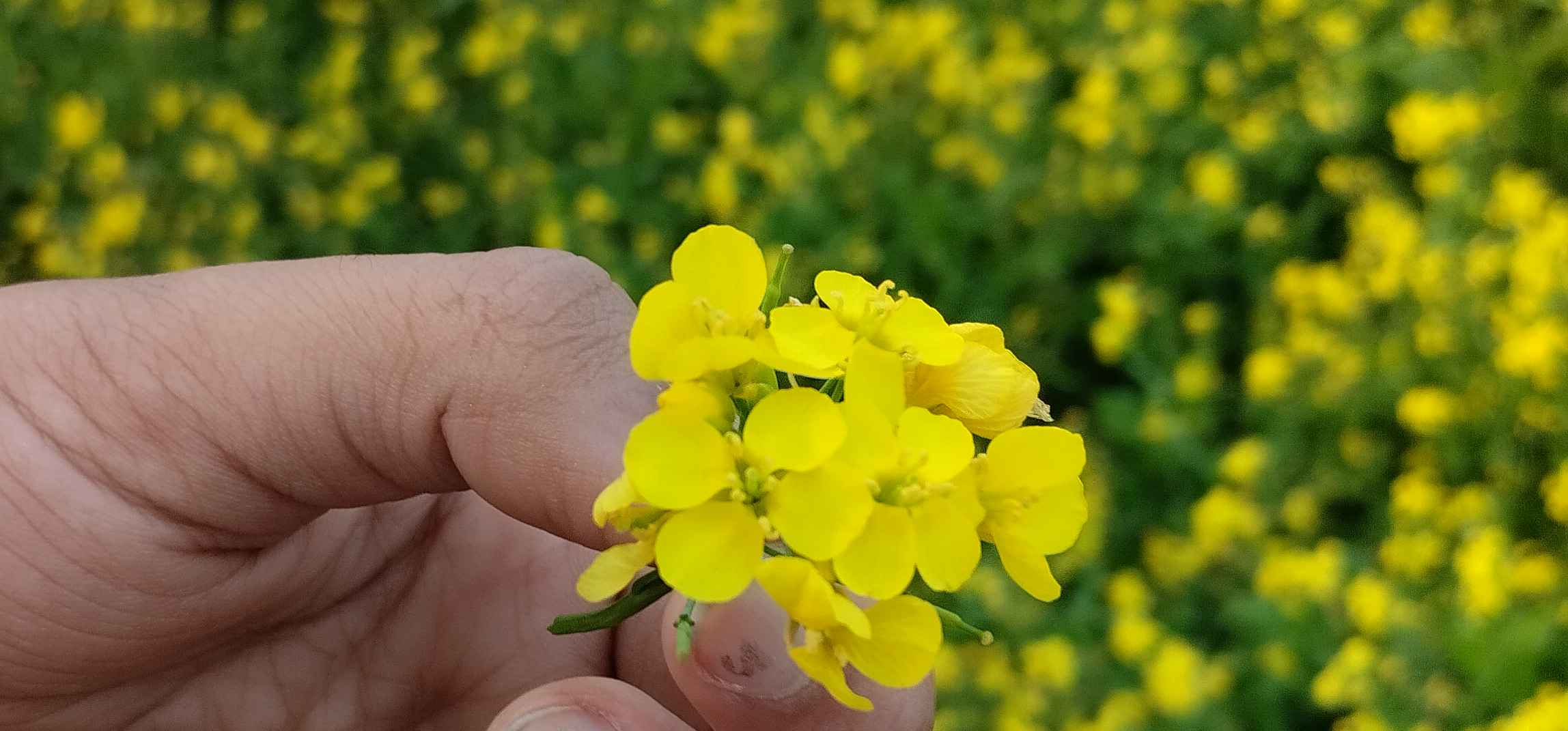 A woman in a mustard field holding flowers, representing peace, dignity, and the freedom to enjoy nature.